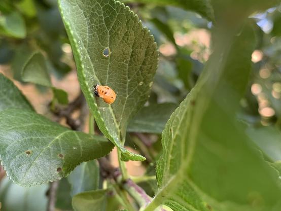 Die Puppe eines Marienkäfers auf einem Blatt. Sie ist klein, rundlich und rotbraun. Im Hintergrund weiteres Laub und Äste eines Obstbaumes.

The pupa of a ladybug on a leaf. It is small, roundish and reddish brown. In the background, other leaves and branches of a fruit tree.