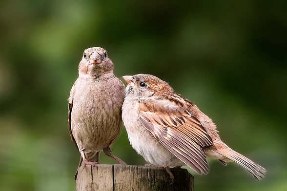 Two House Sparrows (Passer domesticus) perched on a wooden post, one facing forward and the other leaning in, with a blurred green background.