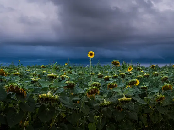 Ein Feld voller Sonnenblumen, die meisten nach der Blüte und sie lassen die Köpfe hängen.
Mittig steht eine in voller Blüte, hoch erhobenen Hauptes, anders als die anderen.
Der Himmel in dramatischem blaue-Stunden-Blau mit Wolken.