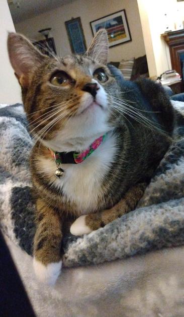 Pax, our little tabby cat with white markings, is perched on top of her grey and white blankets on a cat tower.  She is looking up with her gorgeous amber-colored eyes.  Her long white whiskers flow down gracefully from her face.  Pax looks like she's ready for action.