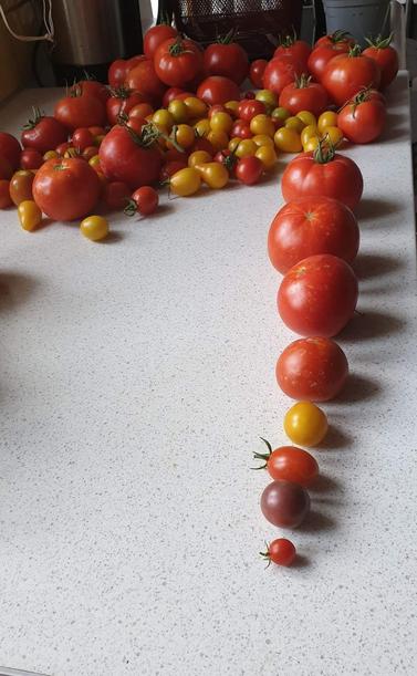 Tomaten in allen Grössen.