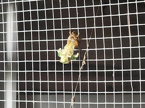 cicada molting while hanging on a wire screen. it is green/white and hanging upside down while halfway out of its shell.
