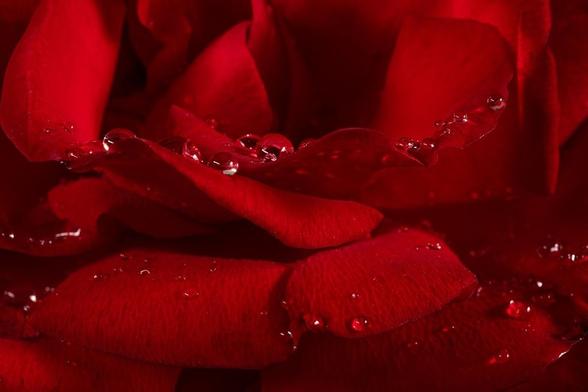 Closeup on a vibrant scarlet rose, velvety petals sprinkled with rain.
The cultivar ID is tentative, based on 'Dr Huey' having been used for many years as a rootstock for many grafted roses, in our area. Usually the graft has died off and left only this very vigorous rambler. I can't bring myself to eradicate it - it was here when we moved in abd has probably lived there for decades, and it blooms gamely all summer despite losing most of its leaves to black spot.