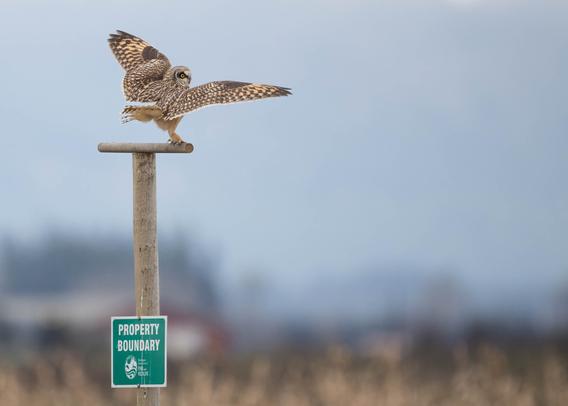 Short Eared Owl Doing a funky pose.
Credit: Carl Bergstrom Seattle WA