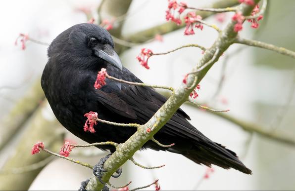 Beautiful Crow with Maple Buds
Credit Photographer: Carl Bergstrom
Washington PA