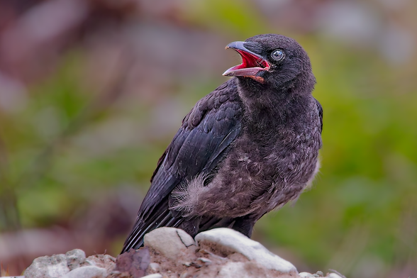 Juvenile Carrion Crow (Corvus corone) perched on a rock with its beak open and scruffy dark plumage against a blurred natural background.