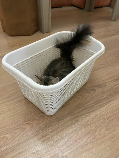 Nova is sitting in a laundry basket. Her tail is very floofy and is hanging out from the basket. Her cat ears are visible right above the basket edge. View from the front