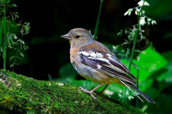 Common Chaffinch (Fringilla coelebs) perched on a mossy branch in shaded woodland, showing white wing bars and brown-pink plumage.