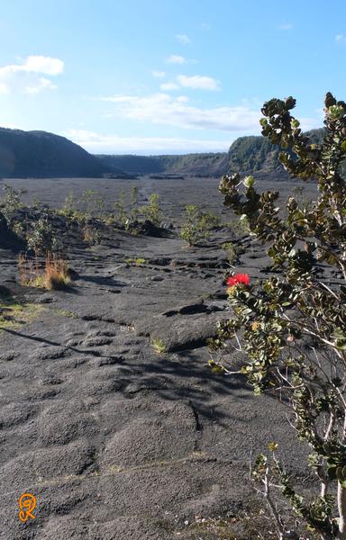 Looking out across the Kilauea Iki Crater from the East end of the trail getting ready to cross the live hot caldera. Blue sky above and black lava rock below squeeze the crater walls between. A lone, red, sacred Ohia Lehua flower on the right foreground welcomes one tot he trail.