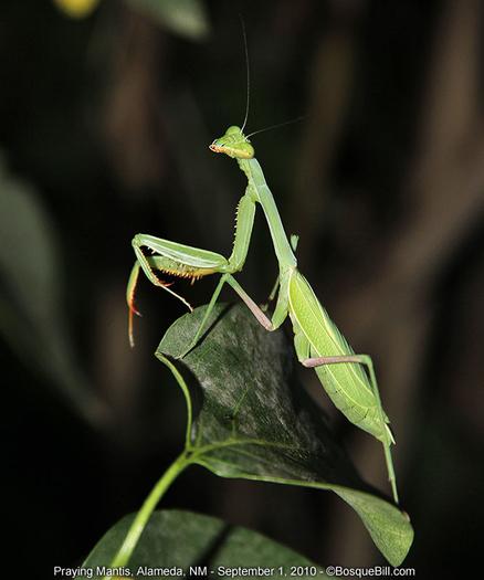 A green insect with small triangular head, narrow thorax, and wide abdomen; front pair of legs have evolved into spiked arm-like appendages for grasping prey; perched on dark green leaf; dark mottled background.
©BosqueBill.com