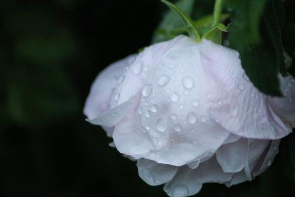 Closeup photo of a light pink rose blooming downwards. Flower petals have water drops from the rain. Background is dark green colored.