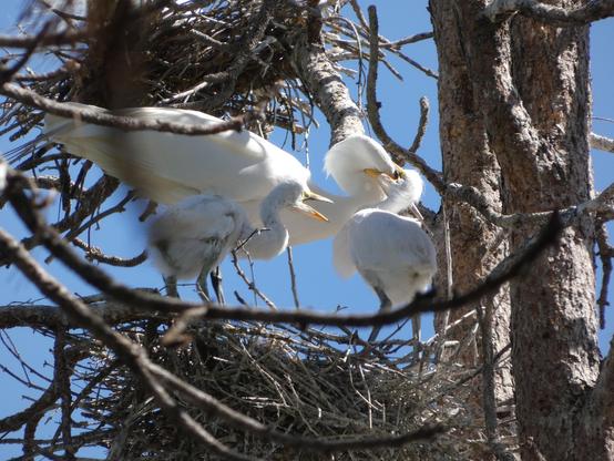 Photo of the large, slender, generally elegant-heron form of an adult great egret who is standing in eir nest and dipping eir head down in right-facing profile to feed one of eir two hungry offspring from the previous photo (the babe on the right), who has eir orange scissors open and clamped around eir parent's own vivid pair such that it looks as though baby is trying to swallow parent face-first. The other babe stands to eir sibling's left, plump body intermittently feathered with short, white plumes and patchy with dark skin, drawing back the ess of eir neck and opening eir own mouth wide in vicarious enjoyment or frankly what looks like gasping amazement that eir sibling beat em to the breakfast table. Bright blue sky and an array of pine branches, limbs, and  nearby nests litter the background.