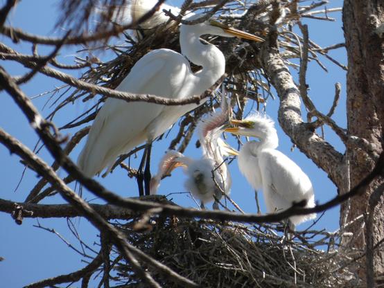 Photo of the egret family in their nest up in the pine tree against a blue sky and fretwork of branches and needle brooms. The parent egret is standing at elegant attention in right-facing profile at the edge of eir nest, eir long neck and elegant ess bend as e stands watch over eir two near-fledglings on the thin black rebar of eir legs (just behind and above eir head, you can see the base of another nest in the treetop with em--their are actually about a dozen in this particular tree--and the resting body of another parent-to-be). The two babies, having eaten, are now trying out a little adulting: Right-side babe is standing in mirror image of eir parent, a scruffy moppet of elegant ess-bend in left-facing profile whose shaggy crown just reaches eir parent's "waist"; left-side babe has eir partially featherless tush to us and is trying out eir pink and nearly naked wings, which are raised above eir head like an awkward imitation of Lugosi's Dracula performed by a plucked chicken. The morning sun is catching them and giving em each a warm, bright glow against that blue sky.