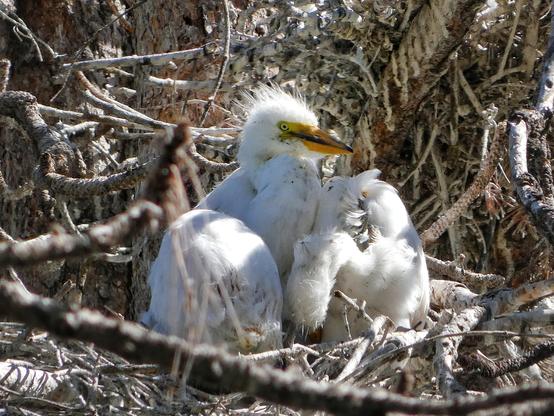Close-cropped photo of three different baby egrets, one sitting upright with quiet dignity, non-nonplussed (or possibly just overwhelmed to silence) in the midst of two others, both of whom are tucked and sleeping/waiting (a sporadically feathered egg shape on the left and a puffy balloon "n" nosing eir bill downward on the right). They are all huddled together so closely in the thick tangle of pine brooms and branches of their nest that it almost looks like they are one bird with enormous wings resting semi-akimbo on eir knees, like a teenager sitting on the porch waiting for ma to come home.