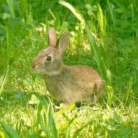 A young bunny sitting amongst grasses and other small plants.