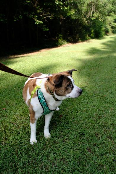 A white and brown dog standing on green grass wet with morning dew in a park, looking toward the right side of the screen