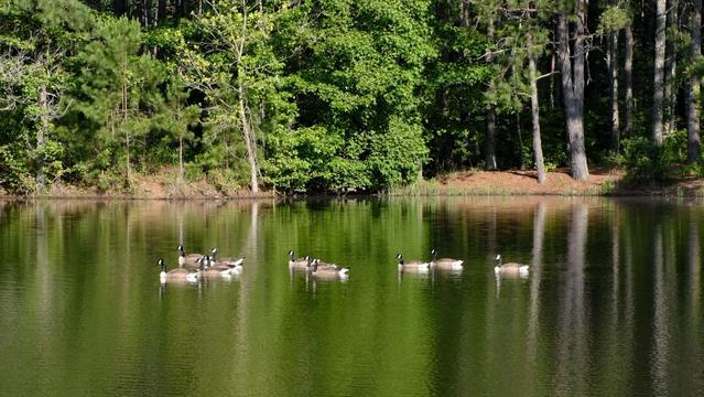 A flock of geese quieting swimming in a pond at a park