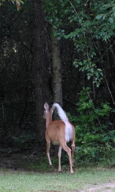 A white-tailed doe going back into the woods in a park