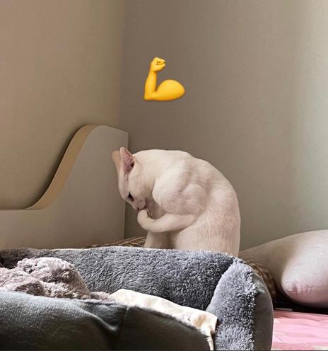 Chat se lèche une des pattes avant mais se faisant il bande le muscle et ressemble à un haltérophile