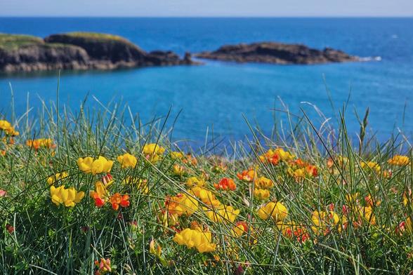 A vibrant coastal scene with a foreground of lush green grass and a scattering of bright yellow and orange flowers. In the blurred background, the deep blue ocean stretches out, meeting a clear horizon. Several dark, rocky outcrops are visible in the middle ground, rising from the sea.