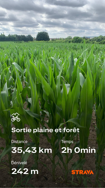 Champ de maïs dans la plaine