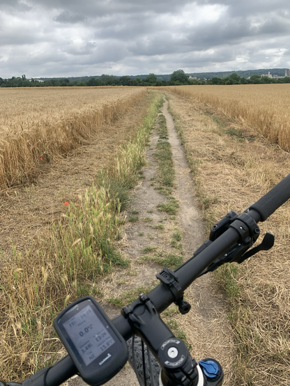 Au milieu des champs de blé