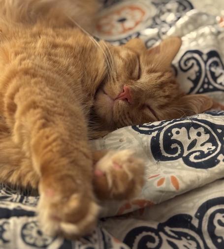 A sleeping orange cat is curled up on a patterned blanket, with its eyes closed and paws stretched out in front. He is an angel while sleeping.