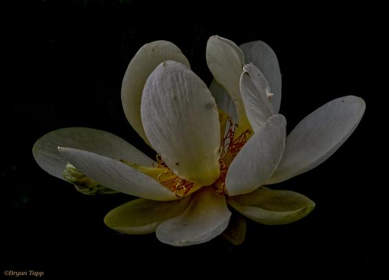 Delicate Lotus, with white petals and orange stamen in deep shadow.