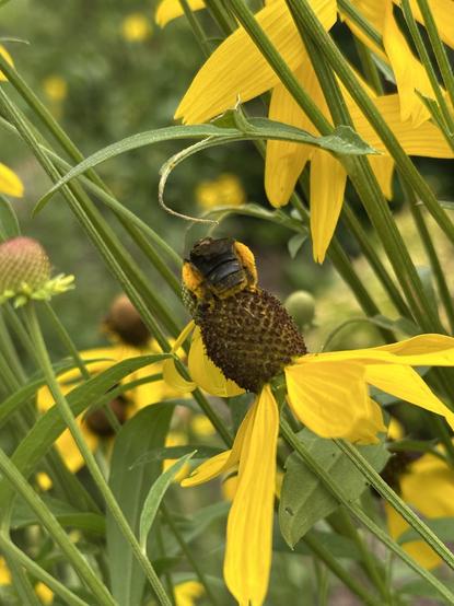 The backside of a Sunflower Bee on a Prairie Coneflower
