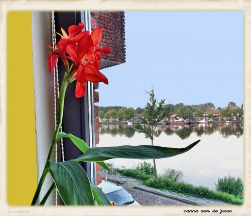A bright red canna flower blooms beside a window, with a peaceful riverside townscape visible in the background. The reflection of houses and trees shimmers on the calm water of the Zaan, creating a serene and vibrant composition.