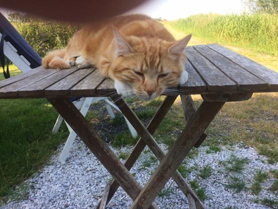 A orange tabby cat is sprawled out on a rustic wooden table outdoors, basking in the sun with its eyes half-closed. The setting is calm and rural, with green grass and a gravel path in the background.