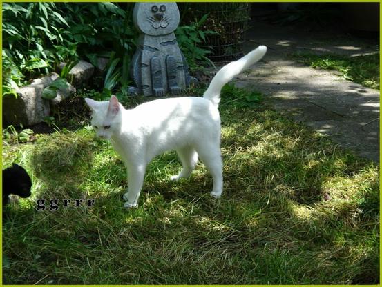 A white cat stands alert in a sunlit garden, facing a small black kitten approaching from the left. The text "ggrrr" humorously suggests tension. A stone cat sculpture in the background adds a whimsical touch.