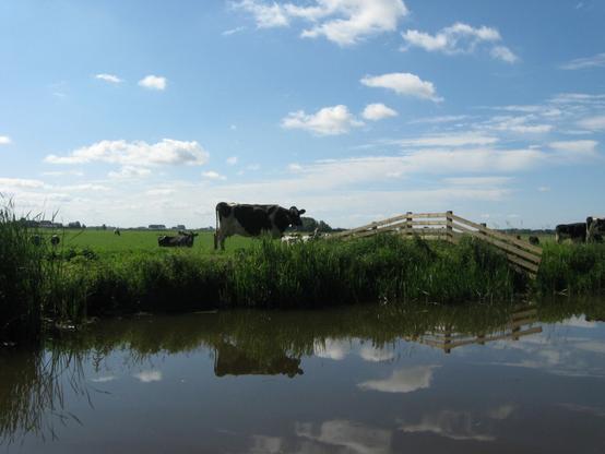 Cows grazing peacefully in a lush green pasture under a blue sky dotted with clouds. A wooden fence and a calm canal reflect the serene rural scene.