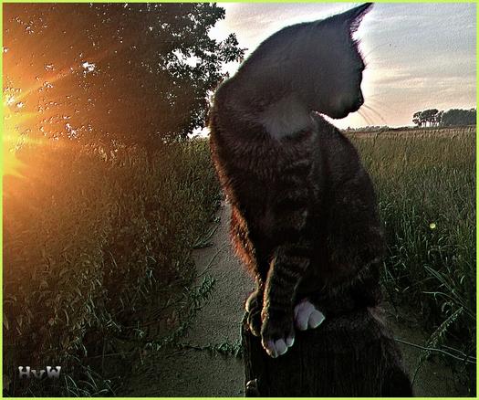 A cat sits perched on a wooden post along a rural path at sunset. The backlighting from the low sun creates a striking silhouette, with warm rays casting a dreamy glow over the scene. The image is signed "HvW" in the corner.