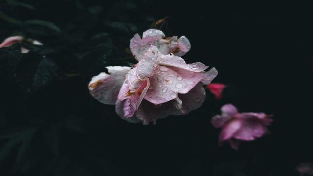 a pink and white flower covered in dew. the background is dark foliage with pink flowers behind