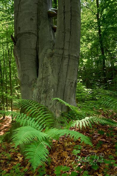 The photo shows a spreading fern growing at the foot of a large beech tree trunk. The central part of the frame is occupied by a large beech tree trunk. At the foot of the trunk, a large, spreading fern grows from orange-brown leaves. In the back of the frame is a young, dark beech forest. The fern is gently illuminated by a few rays of sunlight.
