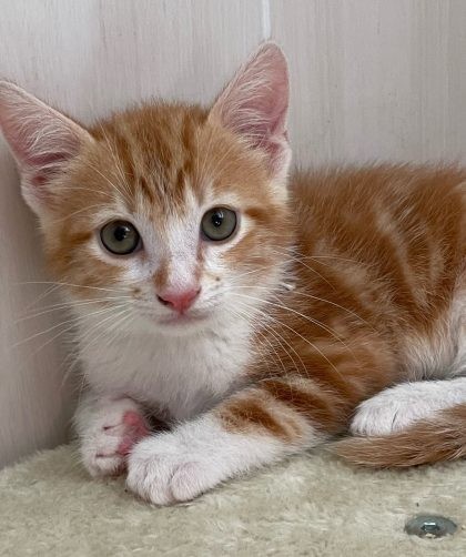 chaton roux et blanc couché, il regarde, craintif, le photographe