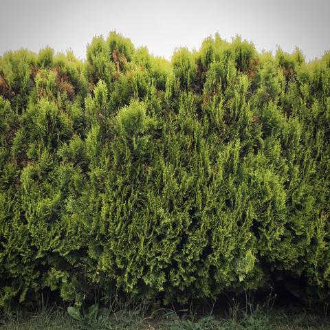 A medium, manicured shrubbery stands on green grass against a bright, overcast sky.