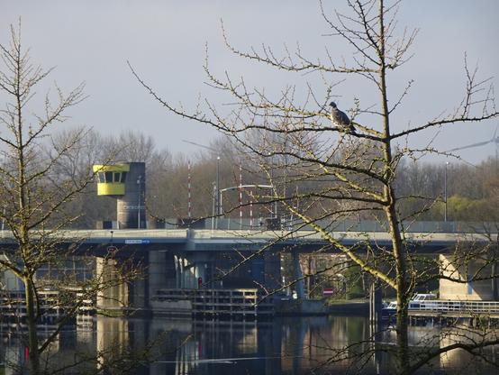 This photo shows a tranquil riverside scene with a bridge in the background, a yellow control tower, and a bare tree in the foreground where a pigeon or dove is perched. The water is calm, reflecting the structures and trees. There’s a subtle mist or haze, and soft light enhances the peaceful atmosphere.