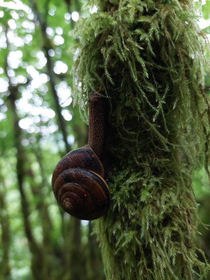 a classic-looking snail crawling up a thick moss-coated branch, with a long body with very bumpy skin leaning out of his shell