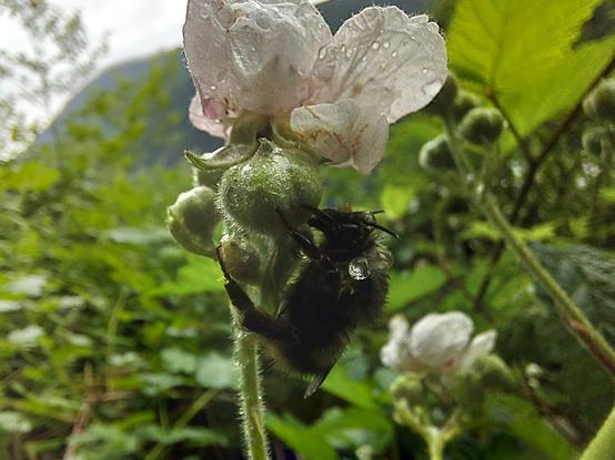 a rain-dampened bee clinging to the side of a berry blossom; it sat still long enough for me to get a close-up, so I couldn't tell if it was dead, or merely doing its best to take cover from the rain