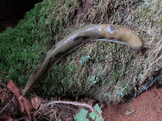 a banana slug with black-spotted tan skin crawling across a mossy uprooted tree root, possibly the longest slug I've ever seen in my life (or likely will), nearly the length of my arm(!)