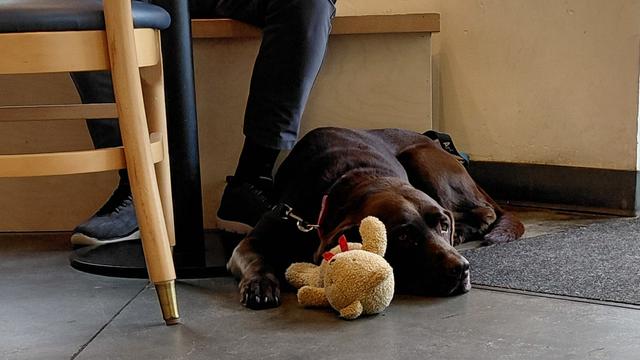 Photo of a chocolate Labrador Retriever lying on a concrete floor.  There is a stuffed beige teddy bear next to the dog's head and the dog's owner's feet and shins are visible in the photo.