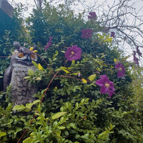 Plastic owl wedged into boxwood hedge. Purple clematis vine flowers climbing up the hedge.