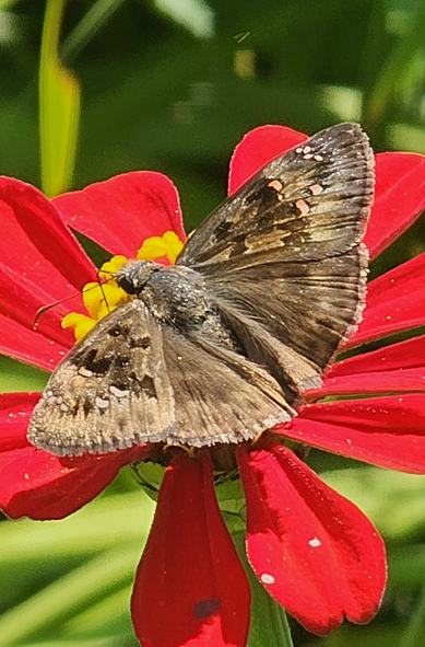 Butterfly on flower with bright red petals and bright yellow reproductive structures. The butterfly, in contrast, is dull brown with some even darker brown areas. The forewings do have some small pale orange and ivory spots. And there is a fringed edge to all the wings. The body is similarly brown but furry.