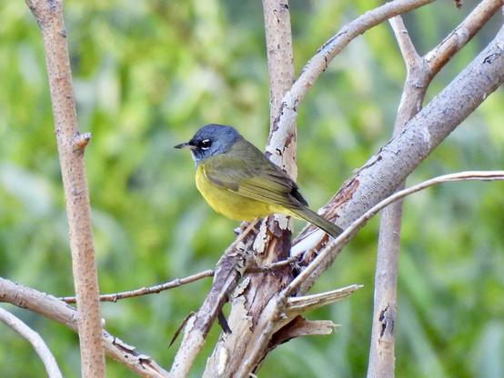 A yellow and gray bird perches on a branch in a tranquil woodland setting, blending harmoniously with the natural surroundings.