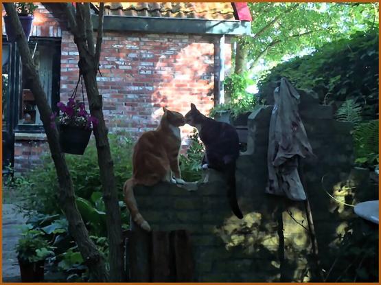 Two cats meet on a garden wall in a moment of gentle affection, framed by lush greenery and a rustic brick house in the background. Dappled sunlight adds warmth to the intimate scene.