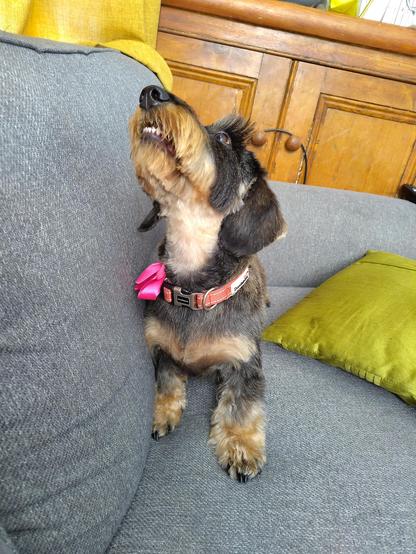 A small black and tan dog with a pink bow standing on a grey couch. She is looking upwards and her bottom front teeth are visible