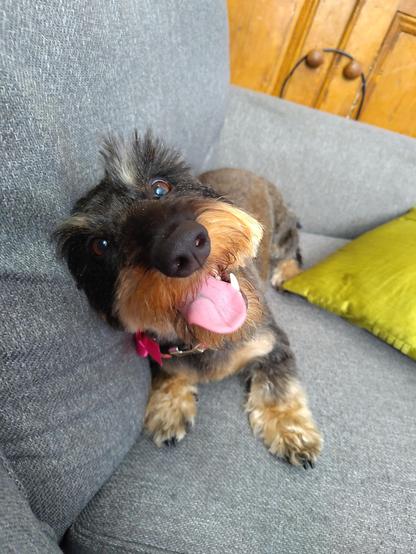 A small black and tan dog lying on a grey couch. She has her head titled and her pink tongue lolloping out of her mouth