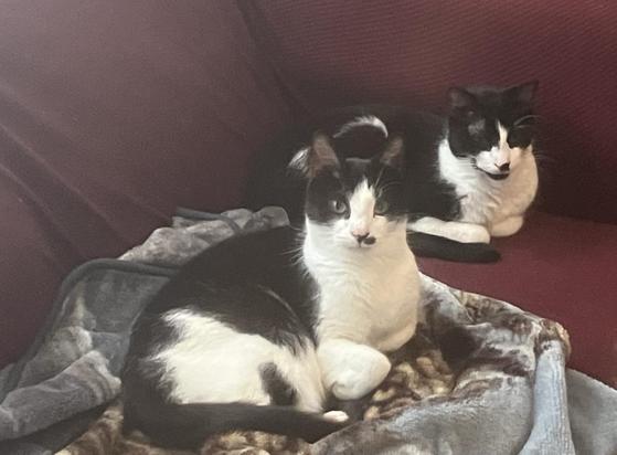 Two black and white cats lying near each other on a dark red couch with a fleece blanket.